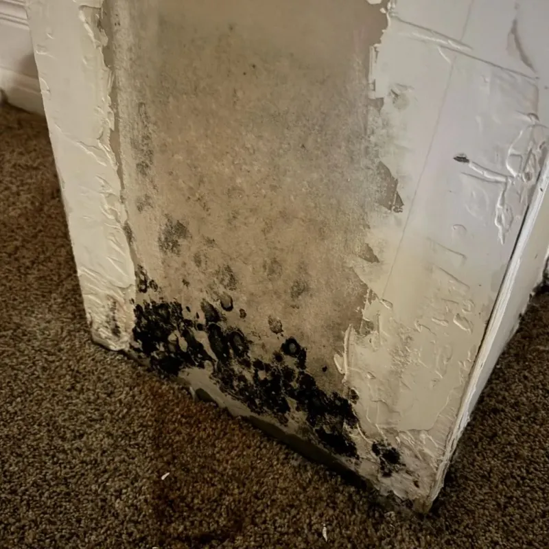 Professional Mold Removal in Princeton, KY